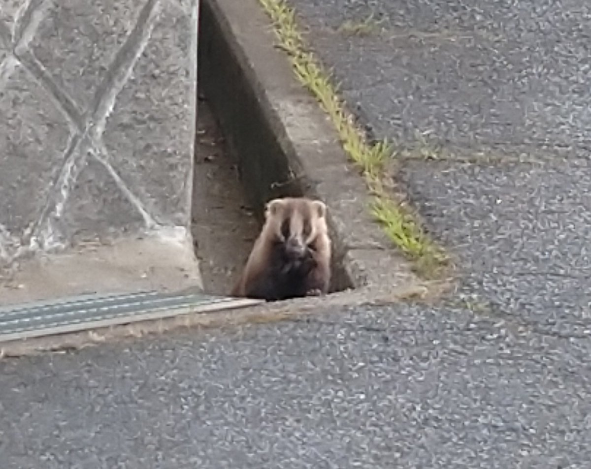 ついに、明日は年に1度の #むし祭り です！！
みなさまのご来館お待ちしております

ところで、昨日はめずらしく昆虫館の駐車場にアナグマさんがひょっこり現れました。明日は人が多くてにぎやかになるので、お目にかかることはなさそうです。