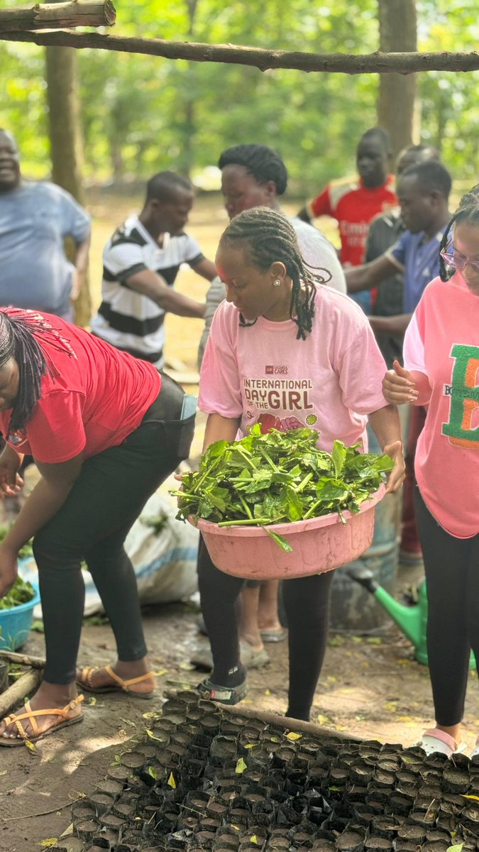 GirlChampAwards's tweet photo. We introduce to you our very first coffee seed bed #KR3 prepared by the #GCAAlumni. After being taken thru the process of coffee propagation at Delight Farm, our team prepared their own seed bed & committed to return after 6 Months for the planting season.
#GCAActivation
#GCA2025 https://t.co/dBIfKwigE5