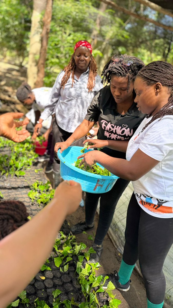 GirlChampAwards's tweet photo. We introduce to you our very first coffee seed bed #KR3 prepared by the #GCAAlumni. After being taken thru the process of coffee propagation at Delight Farm, our team prepared their own seed bed & committed to return after 6 Months for the planting season.
#GCAActivation
#GCA2025 https://t.co/dBIfKwigE5