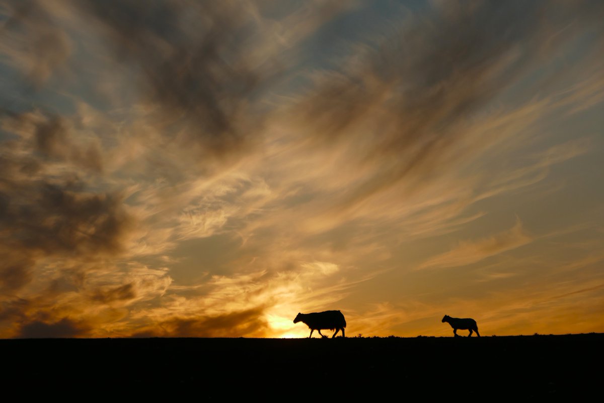 EdgeofMull's tweet image. Wandering into a sunset.