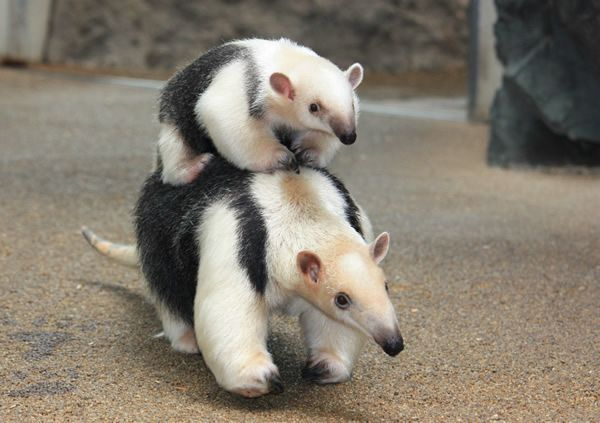 how does pinterest see you?

- character 
- tattoo
- plushie
- animal

(something runs by very quickly) hey what was that