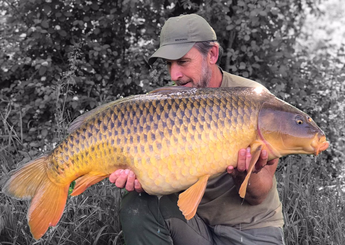 41lb on the Nose of pristine River common…😍😍
Short day session payed off
For me…lovely times and feeling grateful 😍😍
#bigladinfrance 
#bigcarpculture 
#lovelytimes 
#mtcbaitsoffical 
#Skerkro