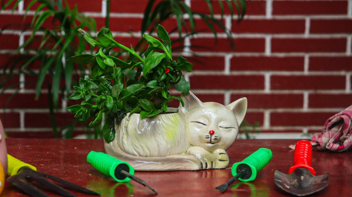 PLANT ORBIT tweet media