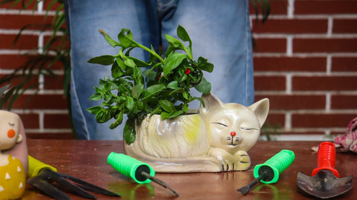 PLANT ORBIT tweet media