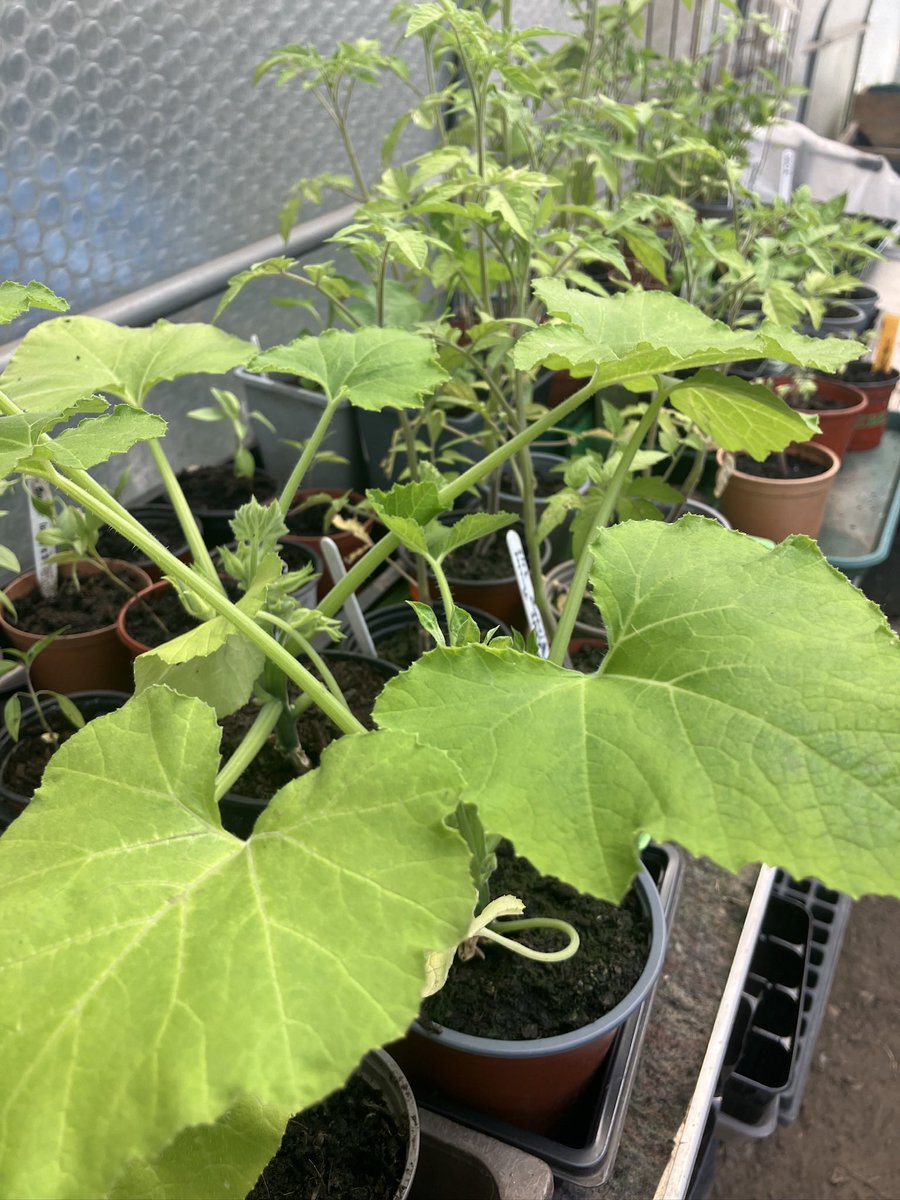 WildCatWilderness (@wcwcatford) on Twitter photo See you today for our #fundraising Plant Sale & Open Day. 31/5 10-2pm All welcome Explore our #community space & buy your #vegetable plants #fruitbushes and #flowers plus more. cash preferred. Bring a bag 
#Catford See you today for our #fundraising Plant Sale & Open Day. 31/5 10-2pm All welcome Explore our #community space & buy your #vegetable plants #fruitbushes and #flowers plus more. cash preferred. Bring a bag 
#Catford