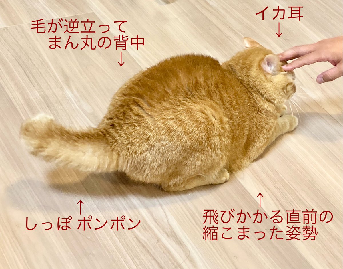 すしたろう 大阪市東住吉区】駒川の回転寿司店「寿し太郎」閉店へ 創業40年