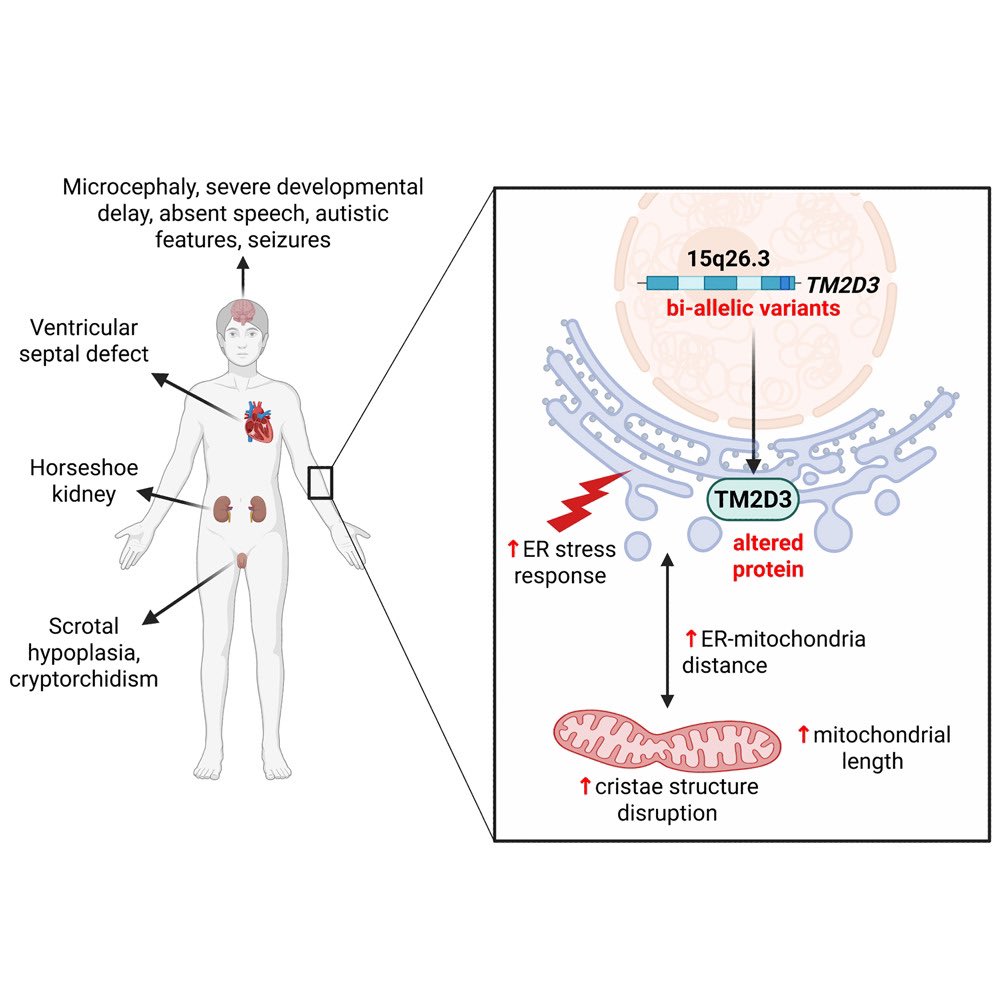 Bi-allelic variants in TM2D3 cause a severe syndromic neurodevelopmental disorder associated with endoplasmic reticulum and mitochondrial abnormalities #RareDisease #Genetics #morbidgene cell.com/ajhg/abstract/…