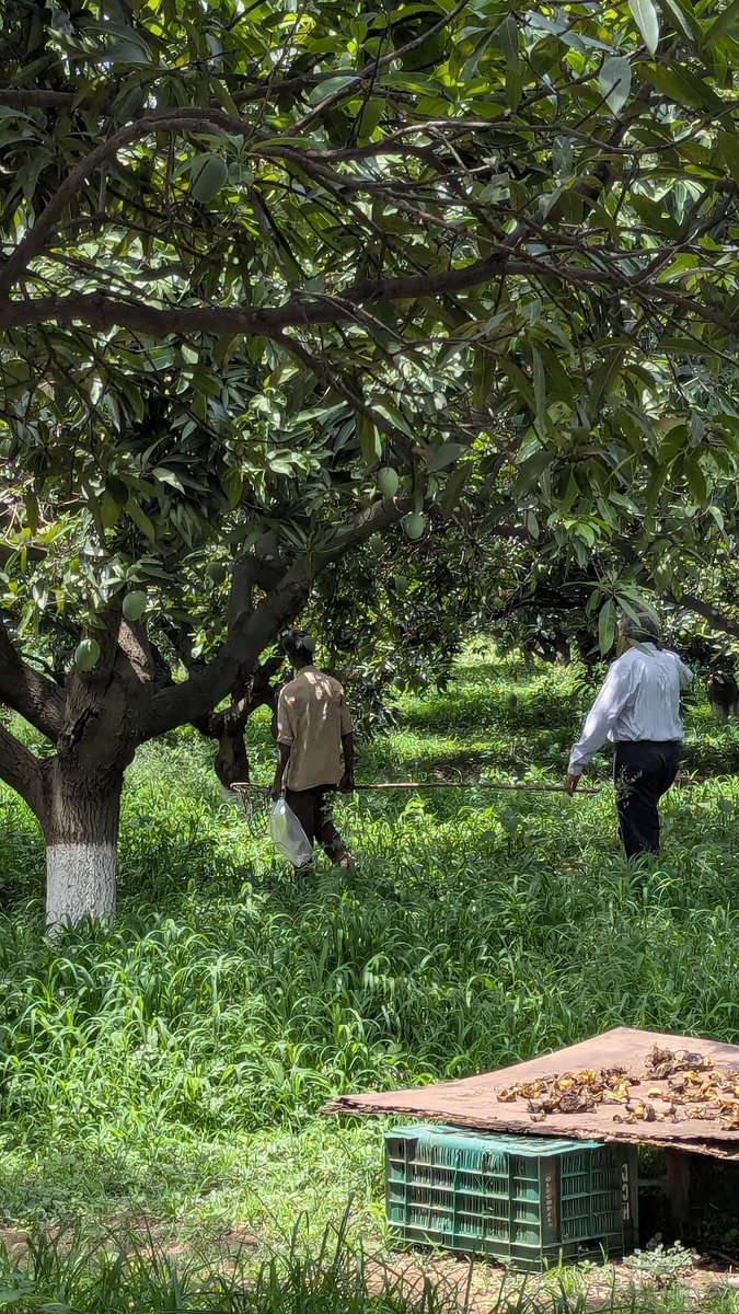 gpshots1's tweet image. Mango hunting in #Hyderabad.
The tool that is used by him to pluck the mangoes is called Khuntuni (ଖୁଣ୍ଟୁଣି) in Odia, don't know what it is called in other languages. 
#MangoMan #आम_आदमी 
It's RK Mango Farm, ALEAP Industrial Area, Gajularamaram, Hyderabad,