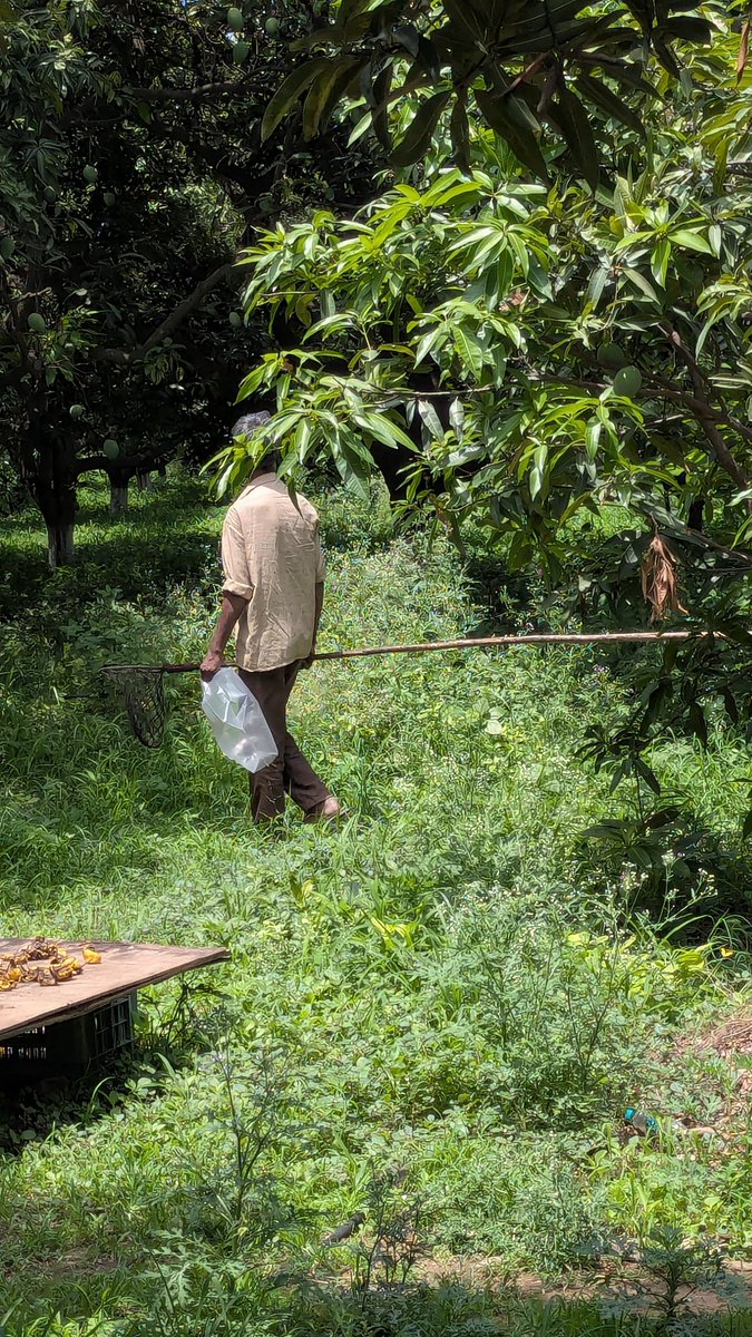 gpshots1's tweet image. Mango hunting in #Hyderabad.
The tool that is used by him to pluck the mangoes is called Khuntuni (ଖୁଣ୍ଟୁଣି) in Odia, don't know what it is called in other languages. 
#MangoMan #आम_आदमी 
It's RK Mango Farm, ALEAP Industrial Area, Gajularamaram, Hyderabad,