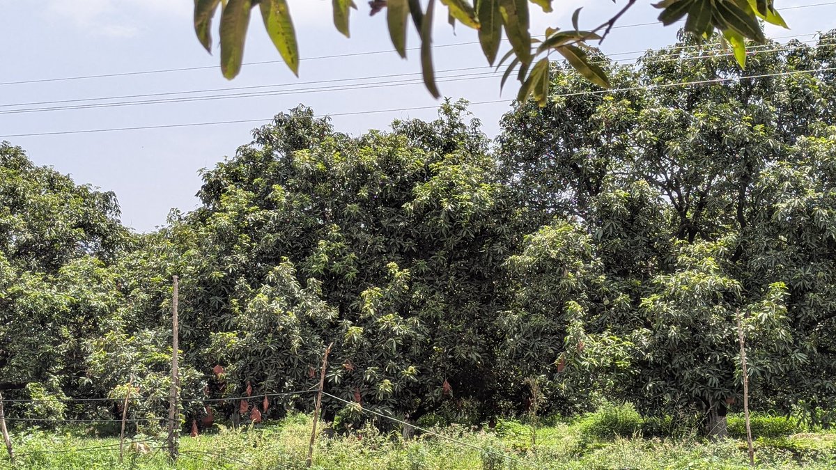 gpshots1's tweet image. Mango hunting in #Hyderabad.
The tool that is used by him to pluck the mangoes is called Khuntuni (ଖୁଣ୍ଟୁଣି) in Odia, don't know what it is called in other languages. 
#MangoMan #आम_आदमी 
It's RK Mango Farm, ALEAP Industrial Area, Gajularamaram, Hyderabad,