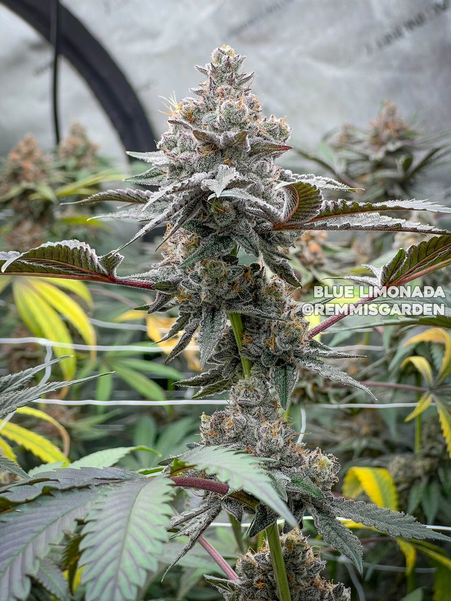 Blue Limonada 🔥
Grown/Photo by <a href="/remmisgarden/">REMMIS GARDEN</a> 
Bred by #SquareOneGenetics
square1genetics.com/approved-vendo…
#cannabis #cannabiscultivation #nugshot