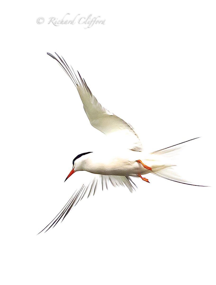 Common Tern fishing on the river at <a href="/NTCroome/">Croome NationalTrust</a>