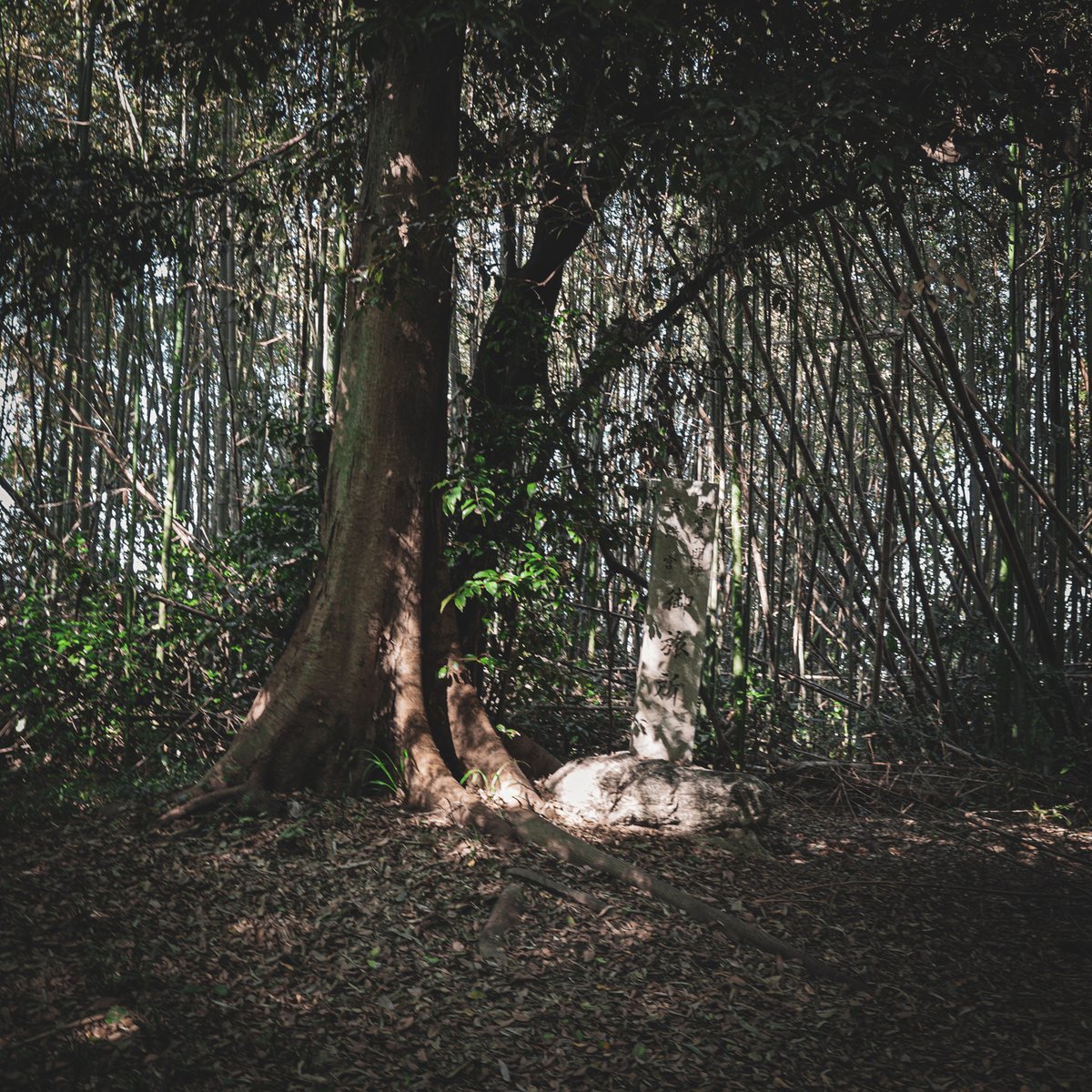 お待たせしました。
次回の動画は明日17時に公開です。

心霊スポットとしてネットで話題となったシガイの森。この不吉な森には隠された歴史がありました。

禁足地、処刑場の跡などこの場所に纏わる噂は数知れず。しかし、どこまでが真実なのか？

今回、historicaが徹底的に追及しました。