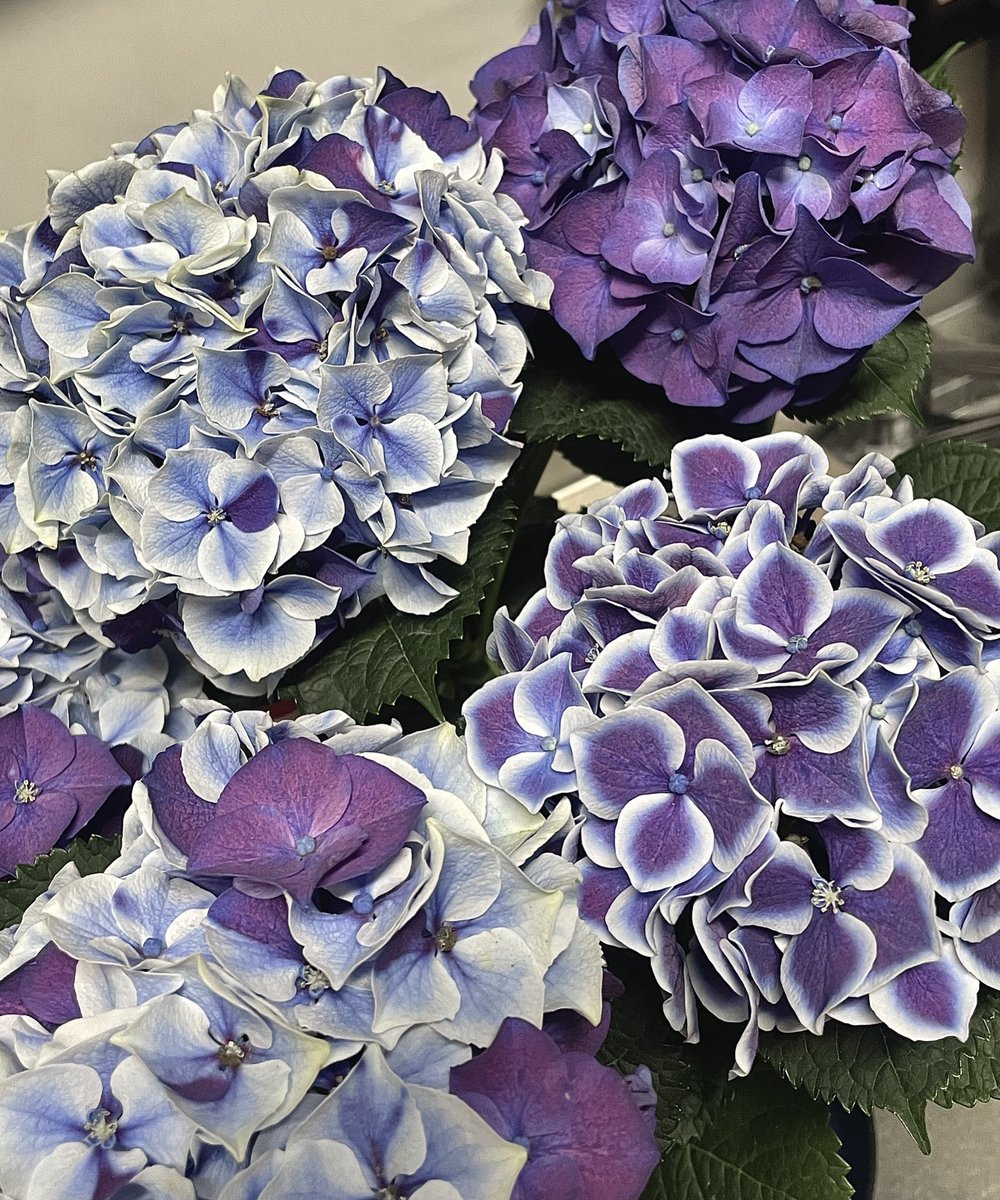 Hinali127's tweet photo. 紫陽花が好きでついにデビューしてしまった

こちらはホットチボリマーブル

5/20に剪定してからなかなか太陽が出ず…
今日見たら肥料にカビが生えてて焦ったけど、肥料にカビが生えることは当たり前だったみたい

とりあえず記録用としてポスト https://t.co/ZiHKKEEpnS