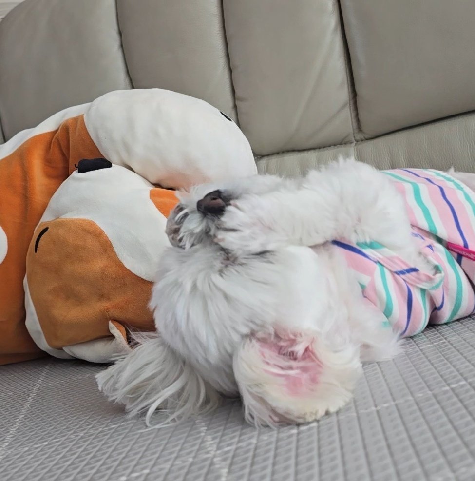 강아지 코떼먹기놀이했는데 진심 주둥이싸매며 싫어함
미안...