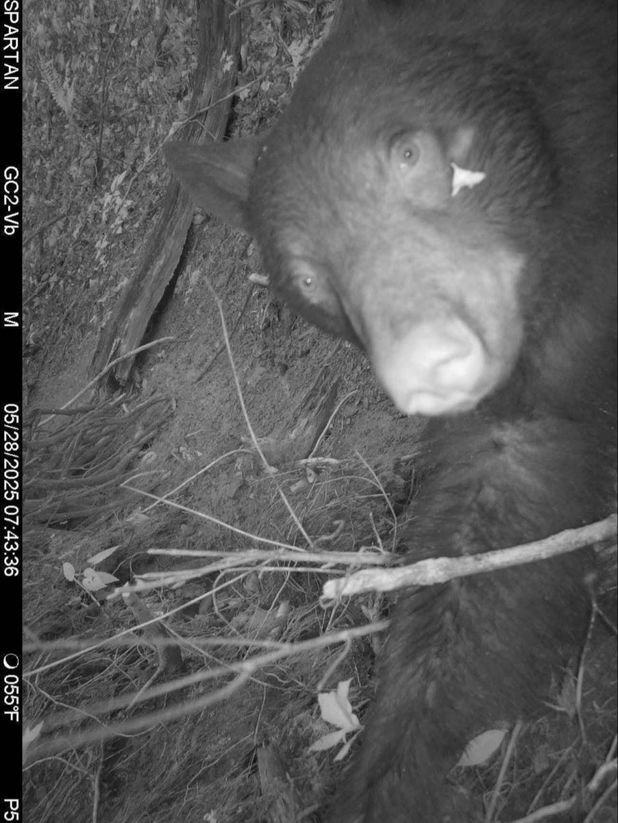 trailcam (@trail_cams) on Twitter photo 
