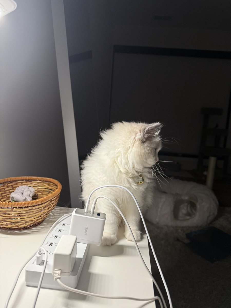 ⋆౨ৎ˚⟡˖ ࣪ tweet media