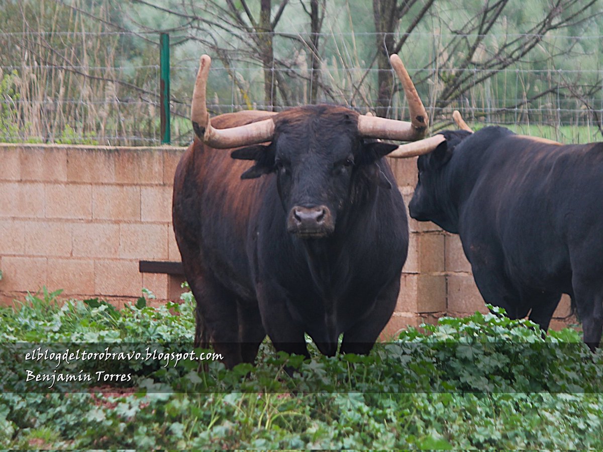 Benjamin Torres 🇪🇸 (@benjamintorresg) on Twitter photo 2/6. Los toros de Samuel e Isabel Flores <a href="/LosSamueles/">SamuelFloresToros</a> para el encierro de la Vall d'Uixo el sábado 3 de agosto. Garza-8 2/6. Los toros de Samuel e Isabel Flores <a href="/LosSamueles/">SamuelFloresToros</a> para el encierro de la Vall d'Uixo el sábado 3 de agosto. Garza-8