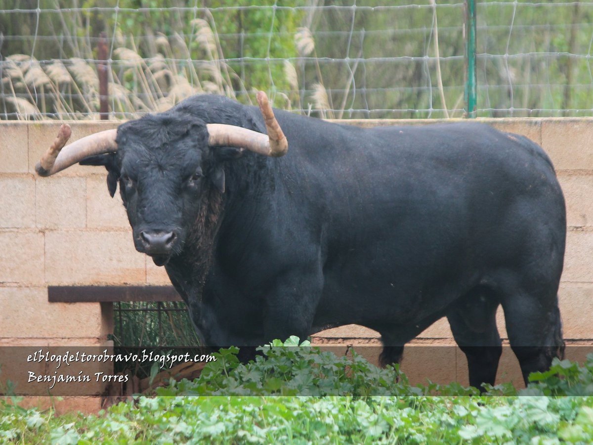 Benjamin Torres 🇪🇸 (@benjamintorresg) on Twitter photo 6/6. Los toros de Samuel e Isabel Flores <a href="/LosSamueles/">SamuelFloresToros</a> para el encierro de la Vall d'Uixo el sábado 3 de agosto. Musico-51 6/6. Los toros de Samuel e Isabel Flores <a href="/LosSamueles/">SamuelFloresToros</a> para el encierro de la Vall d'Uixo el sábado 3 de agosto. Musico-51