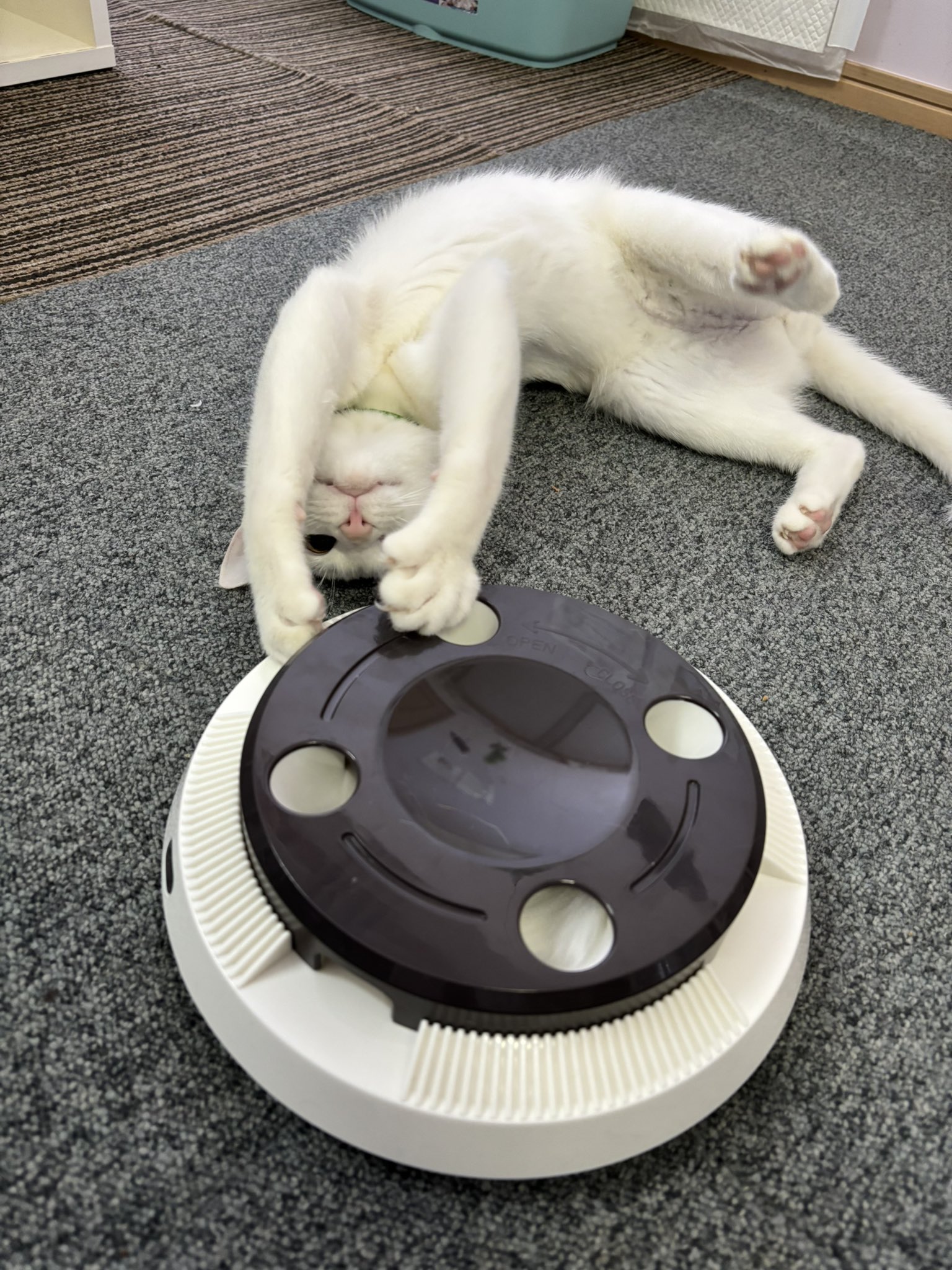 ねこに転生したおじさん。その131～140 : やじま商会 Powered by