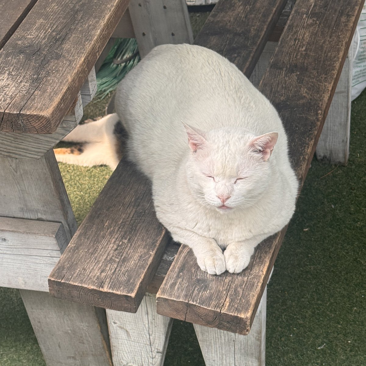 생카 가는 길에 괭이 자만추햇어