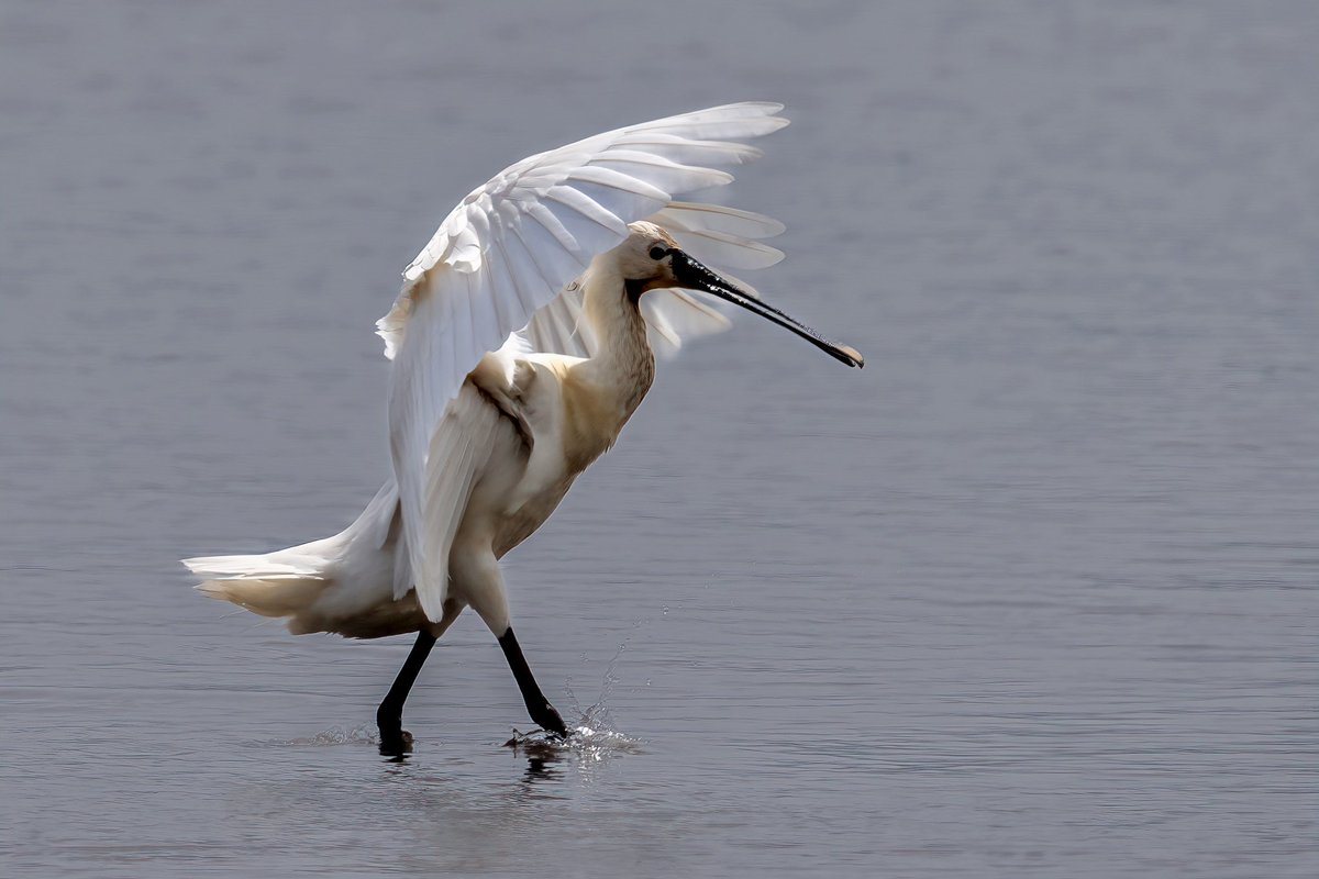 Sue Wood (@sw_photonature) on Twitter photo What better way to cool down, when you’ve got a built-in parasol! <a href="/RSPBTitchwell/">RSPB Titchwell Marsh</a> #spoonbill #migrant #wader #Norfolk #springwatch #BBCWildlifePOTD #birdphotography
#BBCountryfileMagPOTD What better way to cool down, when you’ve got a built-in parasol! <a href="/RSPBTitchwell/">RSPB Titchwell Marsh</a> #spoonbill #migrant #wader #Norfolk #springwatch #BBCWildlifePOTD #birdphotography
#BBCountryfileMagPOTD