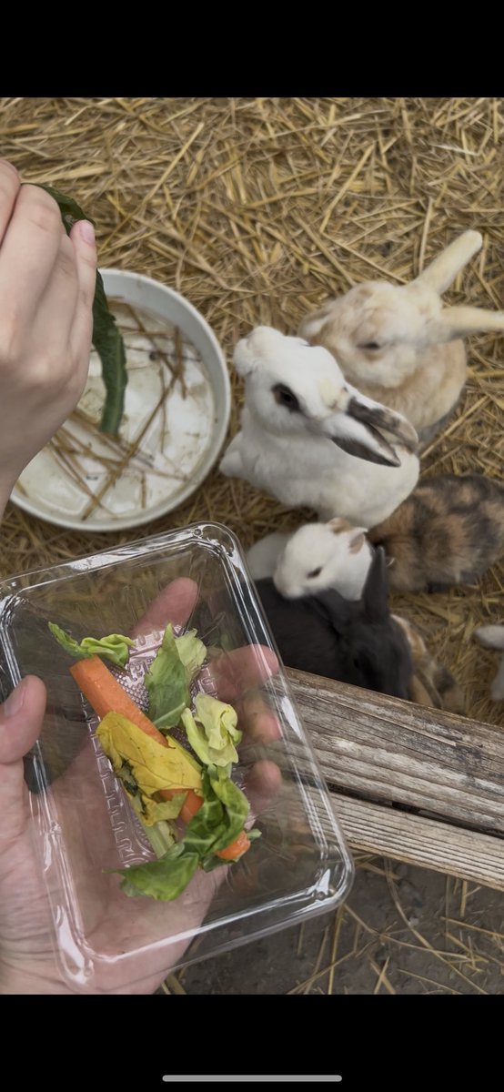 いちご狩りとうさぎ