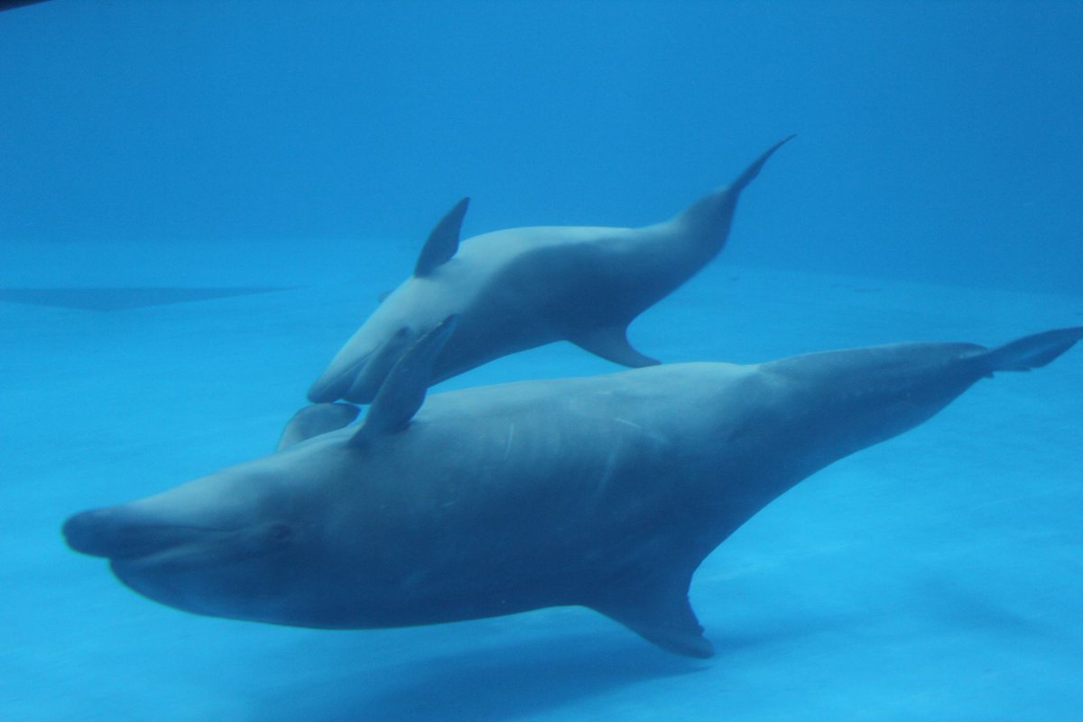 赤ちゃんイルカの愛称が「ユキ」に決まりました！ 2月24日にかごしま