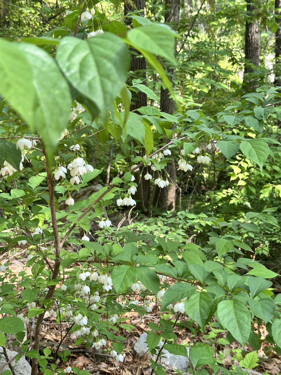 eseskill's tweet image. 은방울꽃