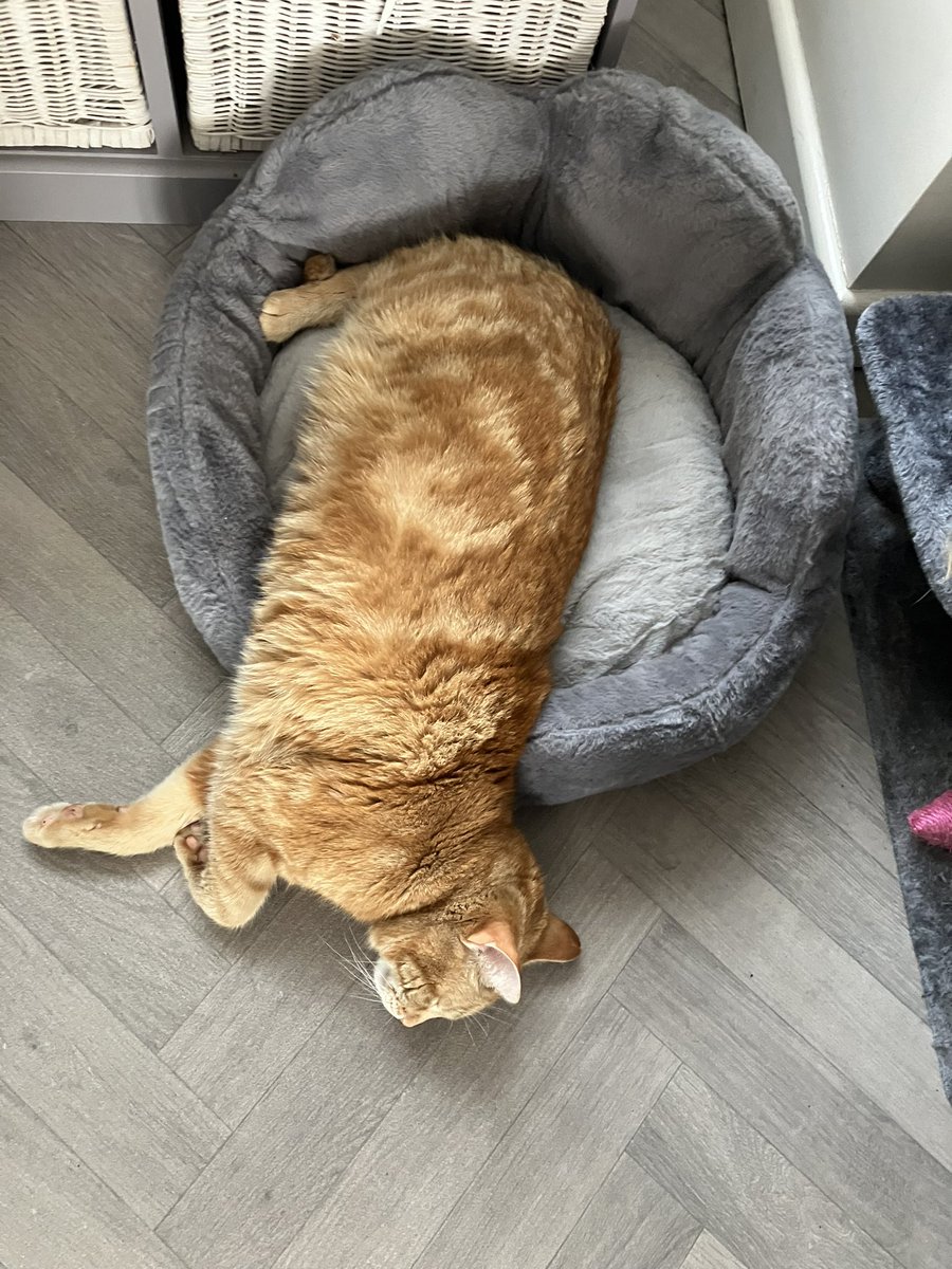 G - this new bed wot you have bought is at least 2 sizes too small Mum! 😾

Mum - that’s because it’s supposed to be for Ziggy who is 2 sizes smaller than you George! 🤦🏼‍♀️