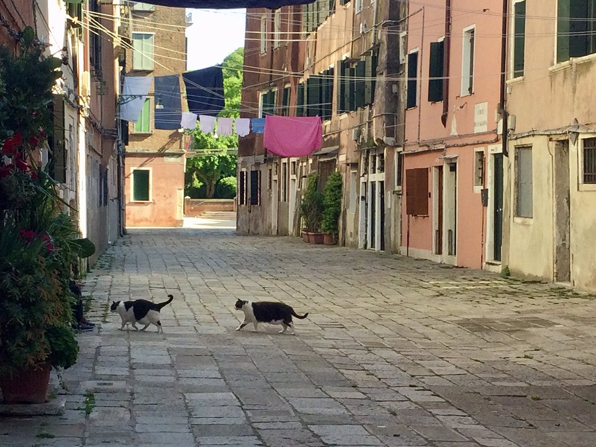 Cat Bauer in Venice (@cat_bauer) on Twitter photo A couple of Venetian cats, cruising in the corte
#Caturday
#Venice A couple of Venetian cats, cruising in the corte
#Caturday
#Venice