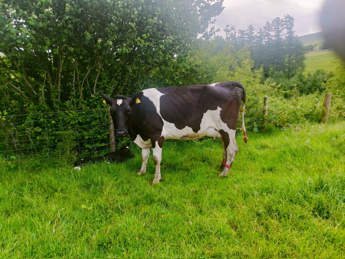 Last calving of 2025! 260 through parlour tonight!