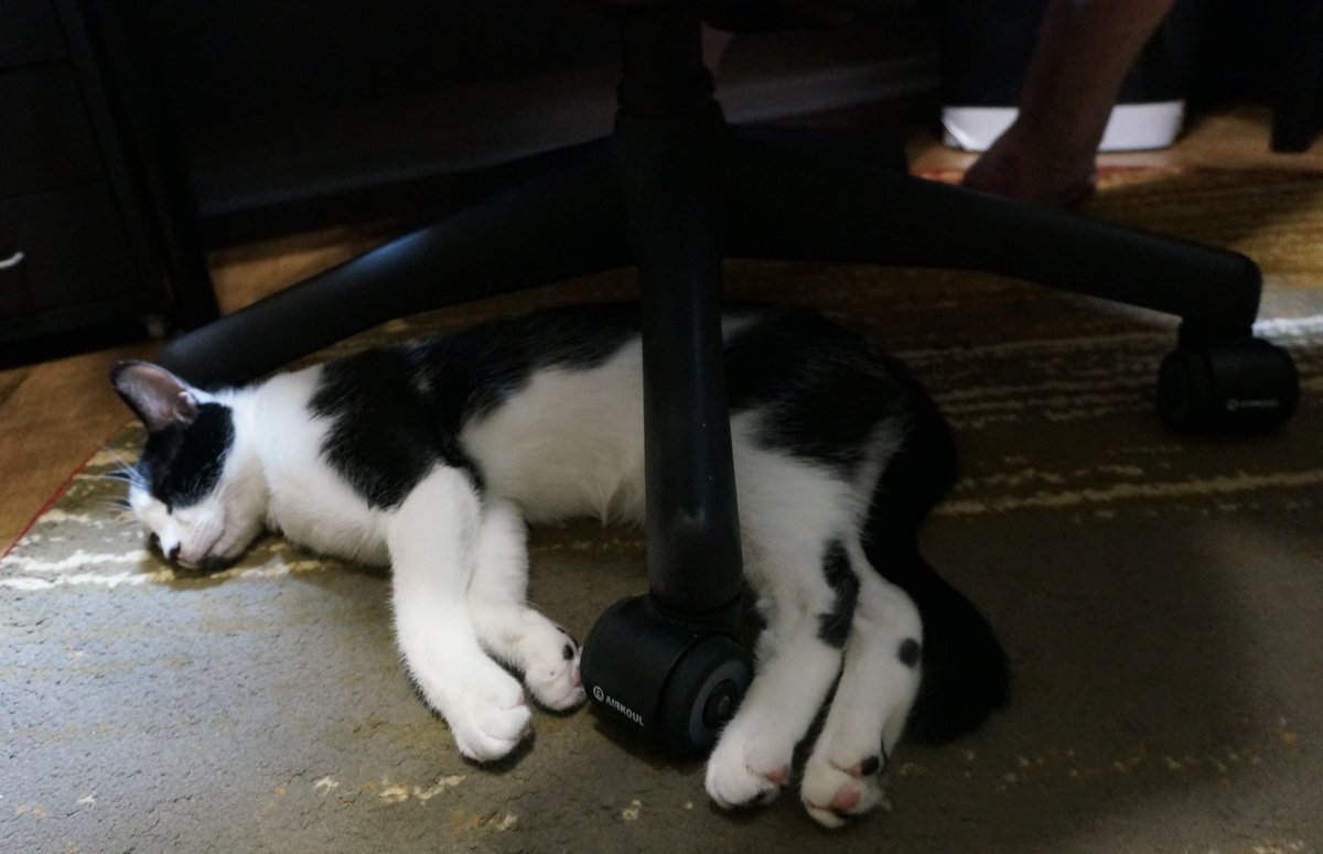 It's amazing this cat is still alive with intact limbs.