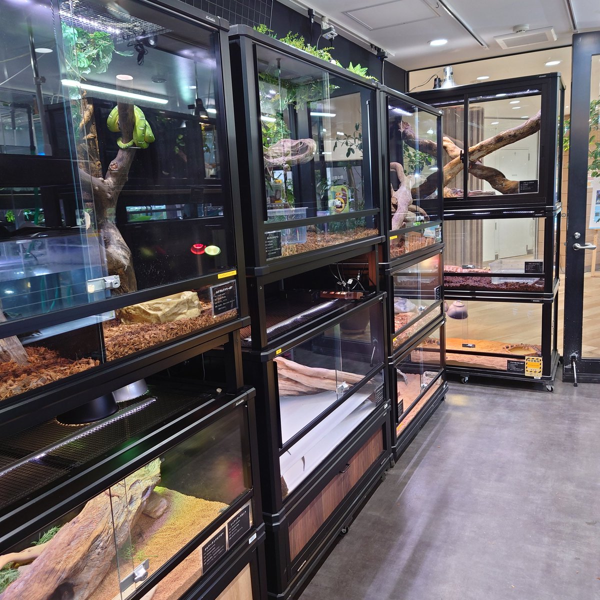 Rc studio ｱｰﾙｼｰｽﾀｼﾞｵ 爬虫類ｹｰｼﾞﾒｰｶｰ tweet media