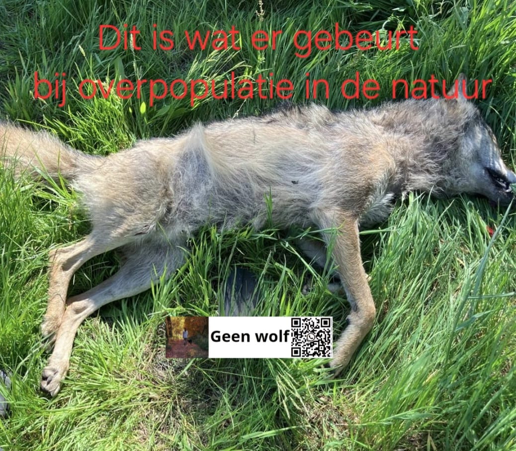 Wolvenmeldpunt Geen Wolf (@geenwolf) on Twitter photo 