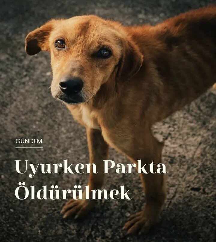 📣Türkiye Veteriner Hekimler Birliği Yöneticilerine açık mektup.

Bu mektubu, bir yurttaş ve hayvanların yaşam hakkını savunan biri olarak kaleme alıyorum. Sizler, toplumun can güvenliğini, hayvanların sağlığını ve mesleki etiği savunmakla yükümlü bir kurumun temsilcileri olarak,