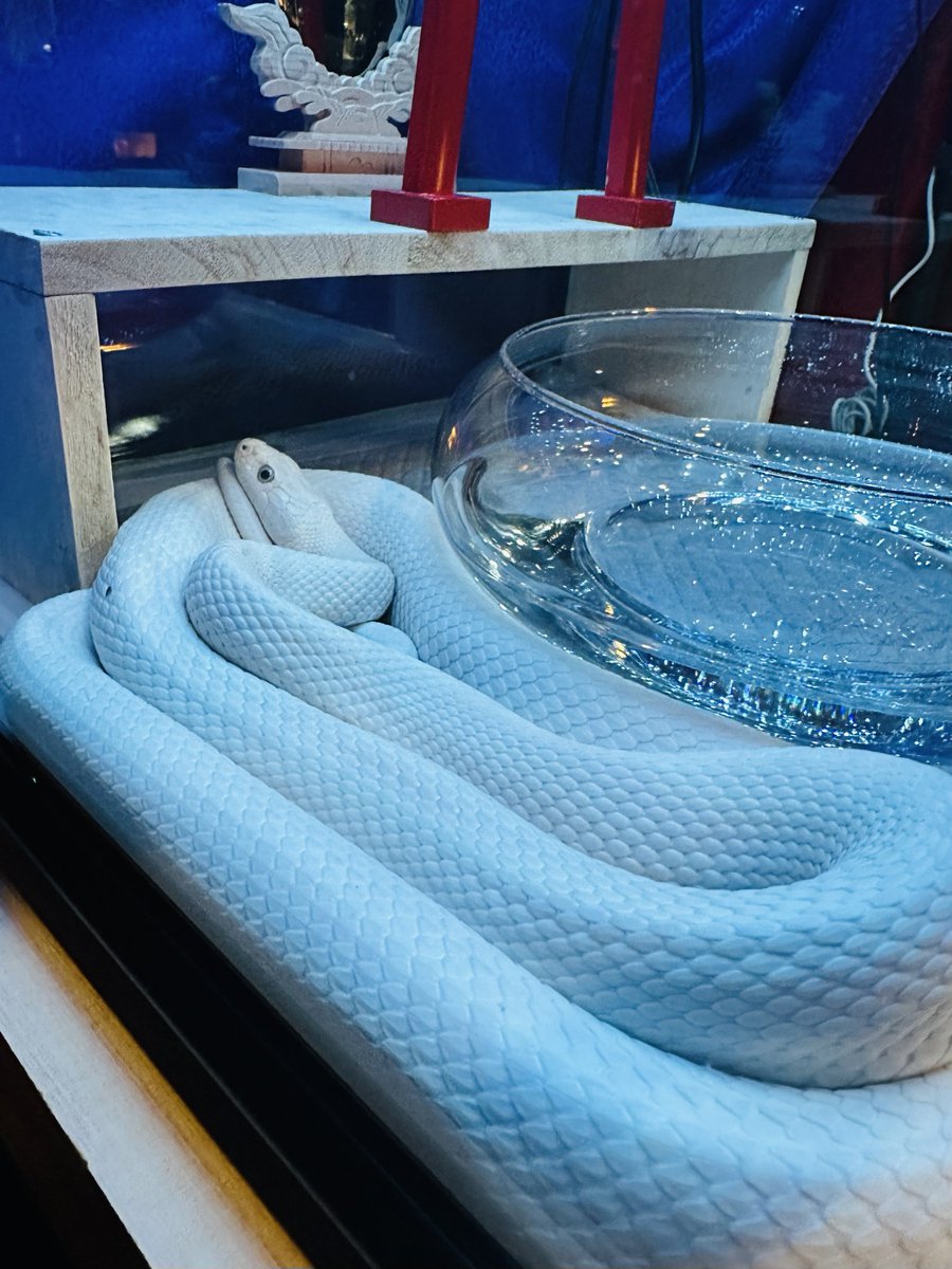 昨夜は友人たちと、和太鼓師若さんこと広純さんのお店、高円寺 #和楽器BAR龍宮 へ。こちらには美しい白蛇さんがいるのです。高貴な雰囲気なのにお顔がとてもかわいい。楽しい夜でした。苦手なかたがいるかと思いますので、画像はセンシティブで（由）