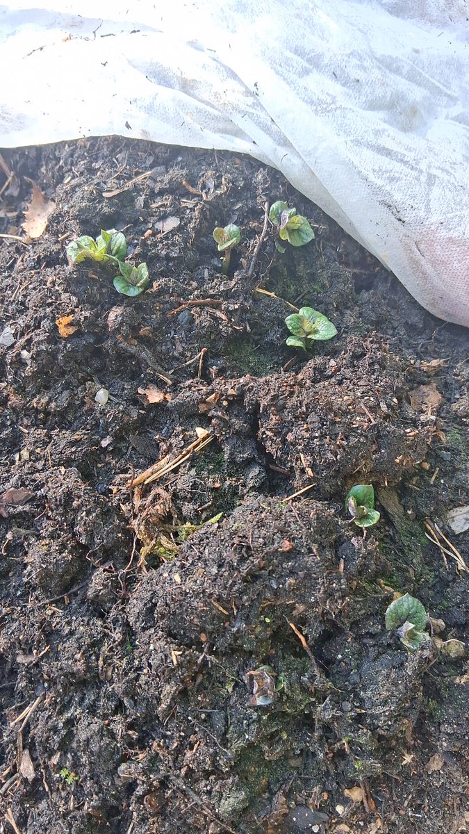riikkamariaP's tweet photo. Juuri tulleen tiedon mukaan peruna on pinnassa! 💚🌱🥔💜
Vähän kauan kesti, kun istutin ennen vappua ja melkein lum sae yllätti ❄️
#VioletQueen https://t.co/BerDoryRQ8