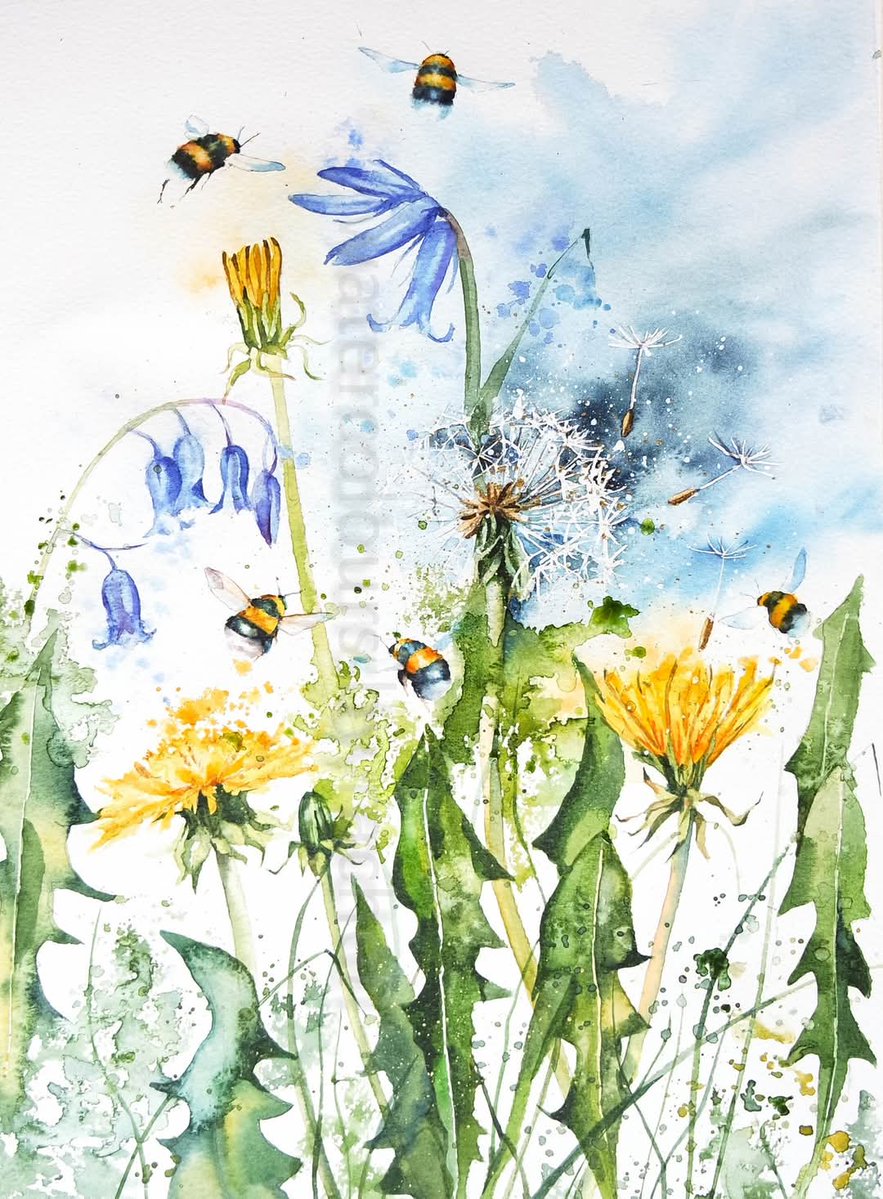 A new painting with dandelions and bluebells.

Happy Saturday x 

#wildflowers #bumblebees #bluebells #watercolour #dandelion #watercolor #pollinators #dandelionclock #watercolourpainting #nature #weeds #painting #art #bees