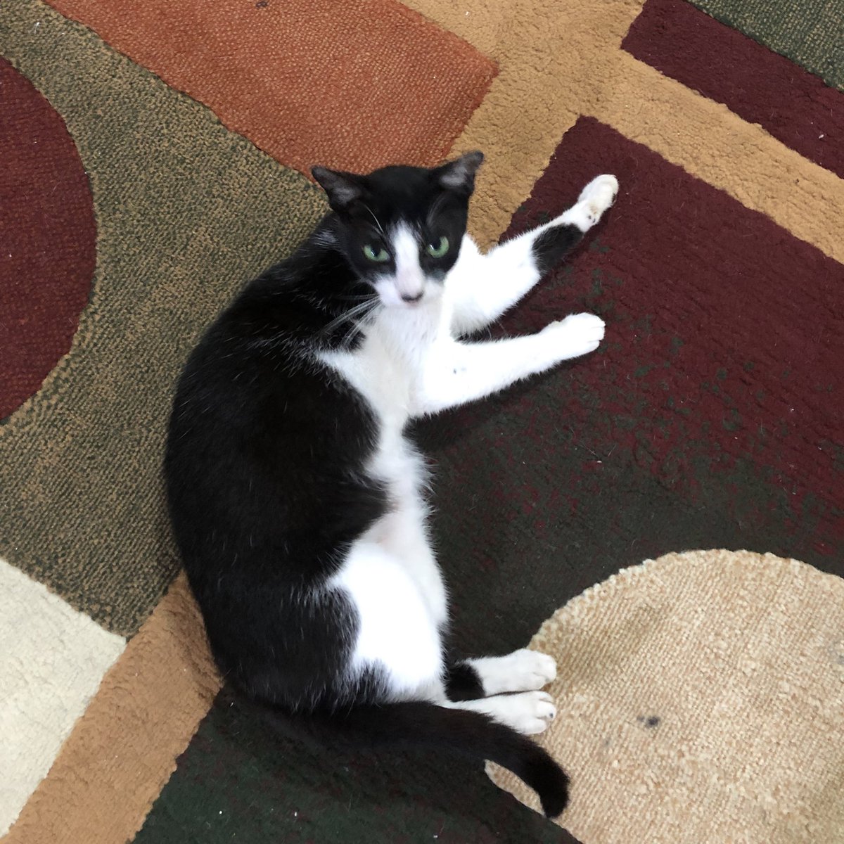 Mau mengabadikan kucing aku 🥺✨, Namanya Poka, sekarang umurnya udah 13 tahun, dulu dia ditemukan dket tong sampah sama almh ayahku, keciil bgt. Terus sekarang udah jadi anak kesayangan.