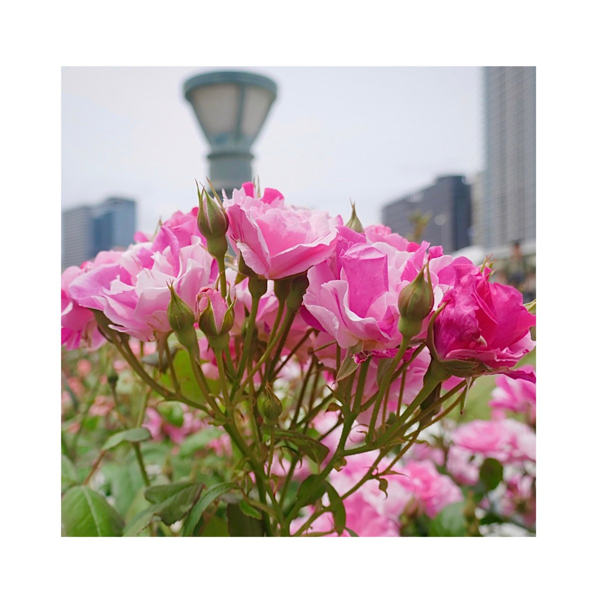 優しさ♡

     繋がり𓂃𓂂ꕤ*.ﾟ

 　           感謝🥀✧

🌸皆さま🌸
5月もありがとう
ございました(人 •͈ᴗ•͈)🌺