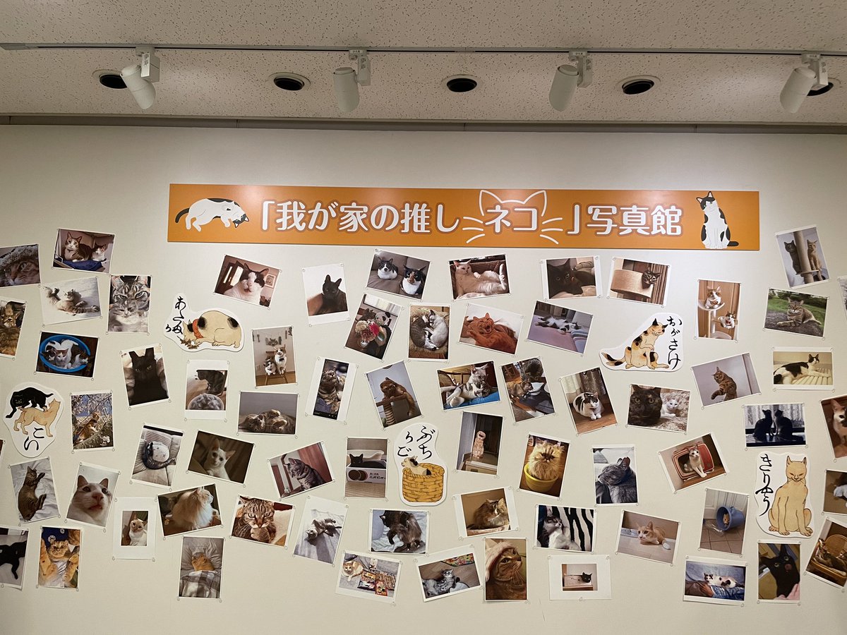 hanakoathiro's tweet photo. ひろしま美術館　ごろごろまるまるねこづくし　ウチの猫さまも応募すれば良かったな https://t.co/zDI5osRY6S