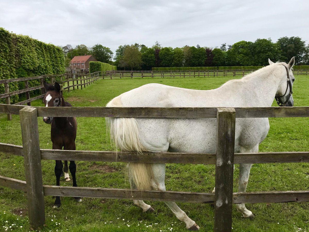 There’s no better way to be in the present moment than to be with a creature as incredible, beautiful, elegant, intelligent, attractive, graceful, captivating, expressive, sociable, smart, powerful, emotionally sensitive as a horse!  

Good morning!🐴🏇

Newmarket, Woodditton -