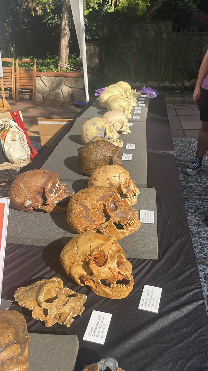 Laura M Martínez (@lauranthropus) on Twitter photo Ja estem ppreparats pel 2on dia de la #FESTACIENCIAUB amb el taller Sapiens: iguals i diferents! <a href="/FacultatBio/">Facultat Biologia</a>
Us hi esperem!!! Ja estem ppreparats pel 2on dia de la #FESTACIENCIAUB amb el taller Sapiens: iguals i diferents! <a href="/FacultatBio/">Facultat Biologia</a>
Us hi esperem!!!