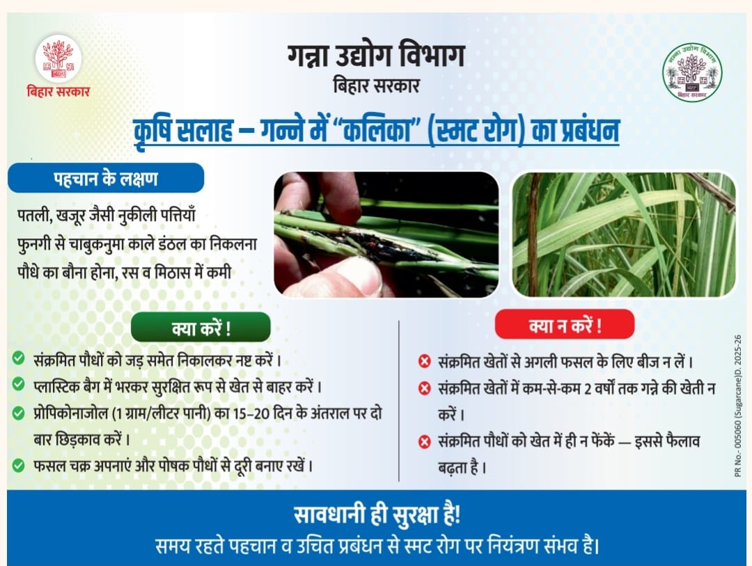 Sugarcane Industries Department, Bihar (@biharsugarcane) on Twitter photo कृषि सलाह:- गन्ने में *कलिका* (स्मट रोग) का प्रबंधन ।
<a href="/KNPaswanbjp/">krishnandan Paswan</a>
<a href="/IPRDBihar/">IPRD Bihar</a>
<a href="/Agribih/">Agriculture Department, Govt. of Bihar</a>
#BiharSugarcaneIndustriesDept कृषि सलाह:- गन्ने में *कलिका* (स्मट रोग) का प्रबंधन ।
<a href="/KNPaswanbjp/">krishnandan Paswan</a>
<a href="/IPRDBihar/">IPRD Bihar</a>
<a href="/Agribih/">Agriculture Department, Govt. of Bihar</a>
#BiharSugarcaneIndustriesDept