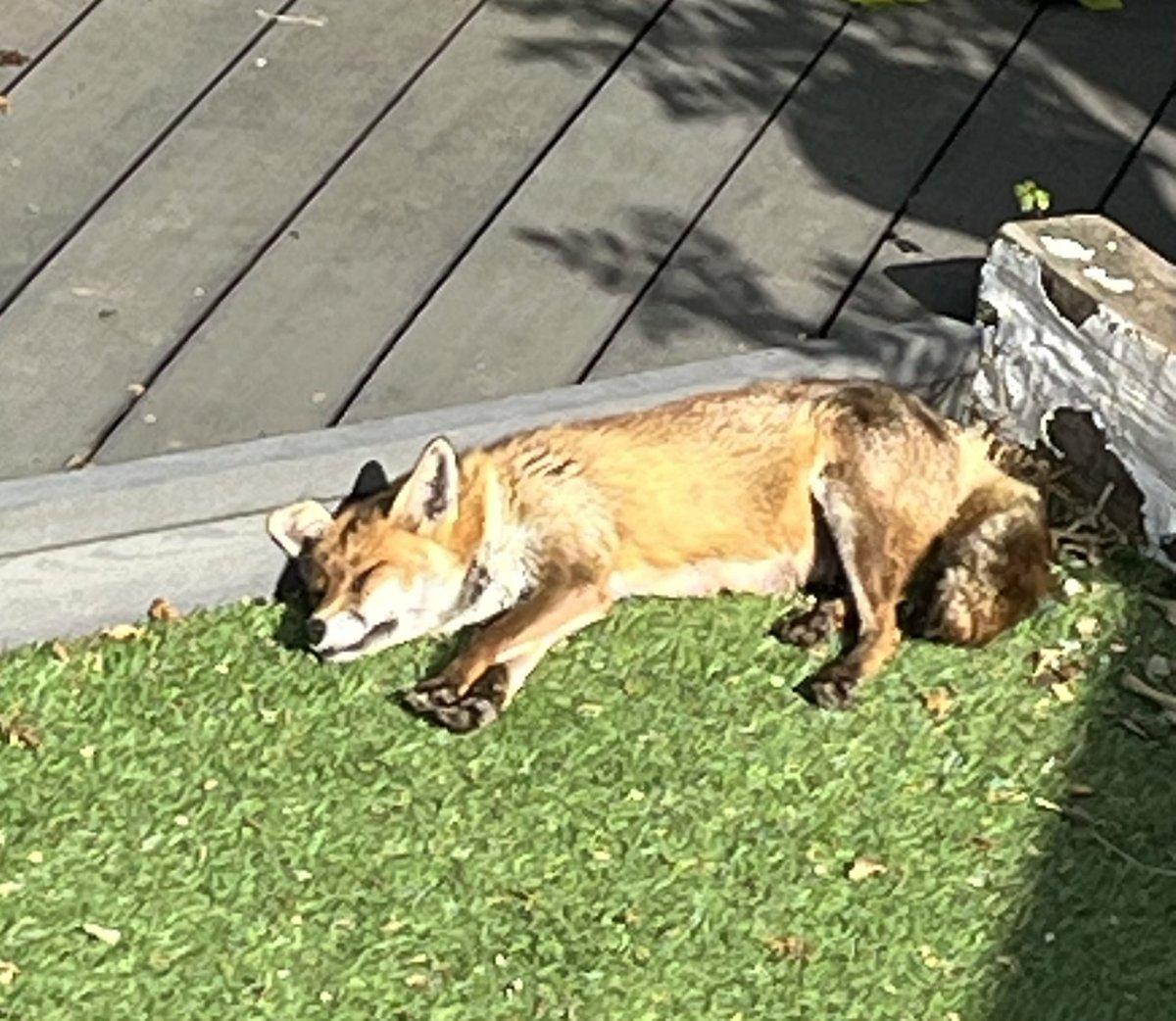 Marc_Smi7h's tweet photo. Someoneโs eaten 6 sausages and now enjoying the sunshine with no fucks given #FoxLife https://t.co/gEIL2poFXp