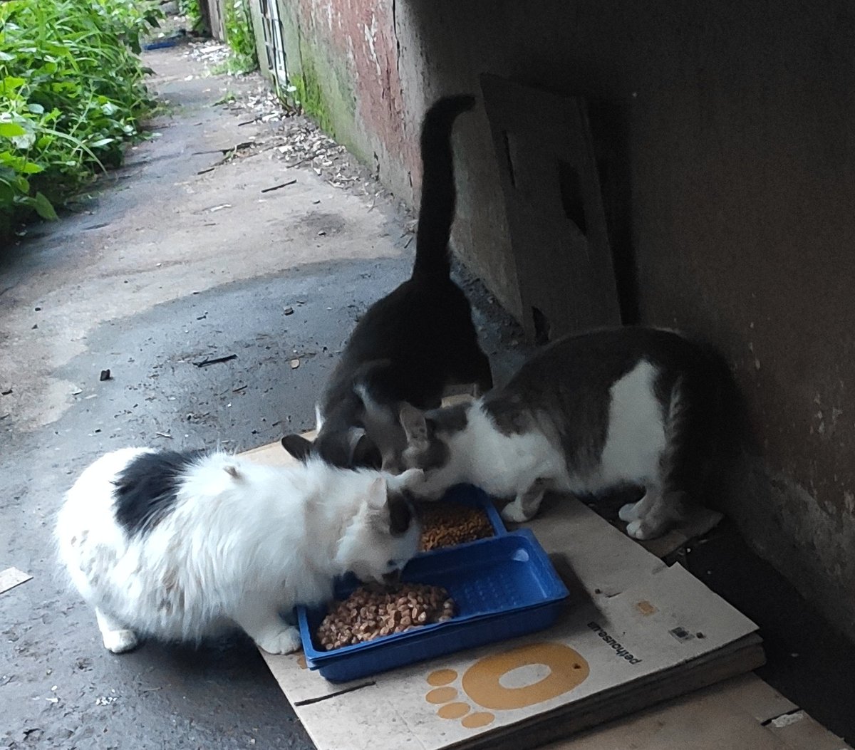 напишу ще раз, бо не бачите постів 

на сьогодні немає нічого, навіть однієї пачки мокрого, а вуличним потрібно 120-125 пачок і 5-6 кг нв одне годування 

давно вже не годувала всіх, щодня по 400-600 грн, цього мало, я купляю своїми

прошу рт

send.monobank.ua/jar/4qCd4LYkNm