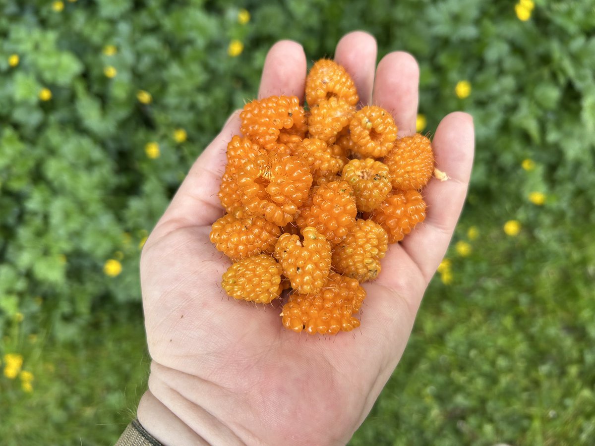 My dearest wife is a professional at finding salmon berries