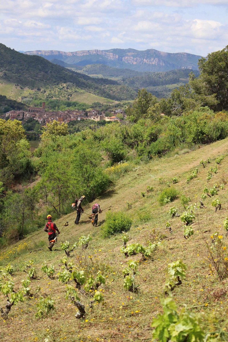 Mas Doix tweet media