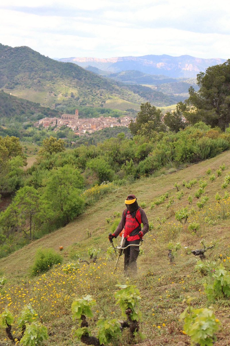 Mas Doix tweet media